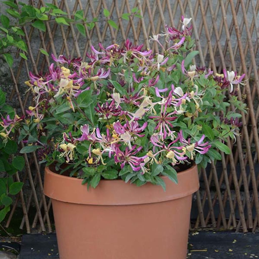 Madreselva de los bosques - Lonicera periclymenum Chic et Choc