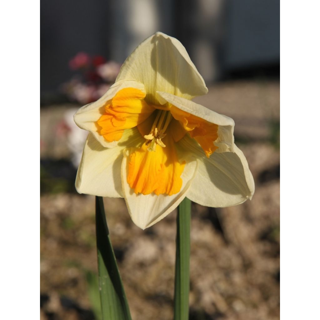 Narciso Tricollet