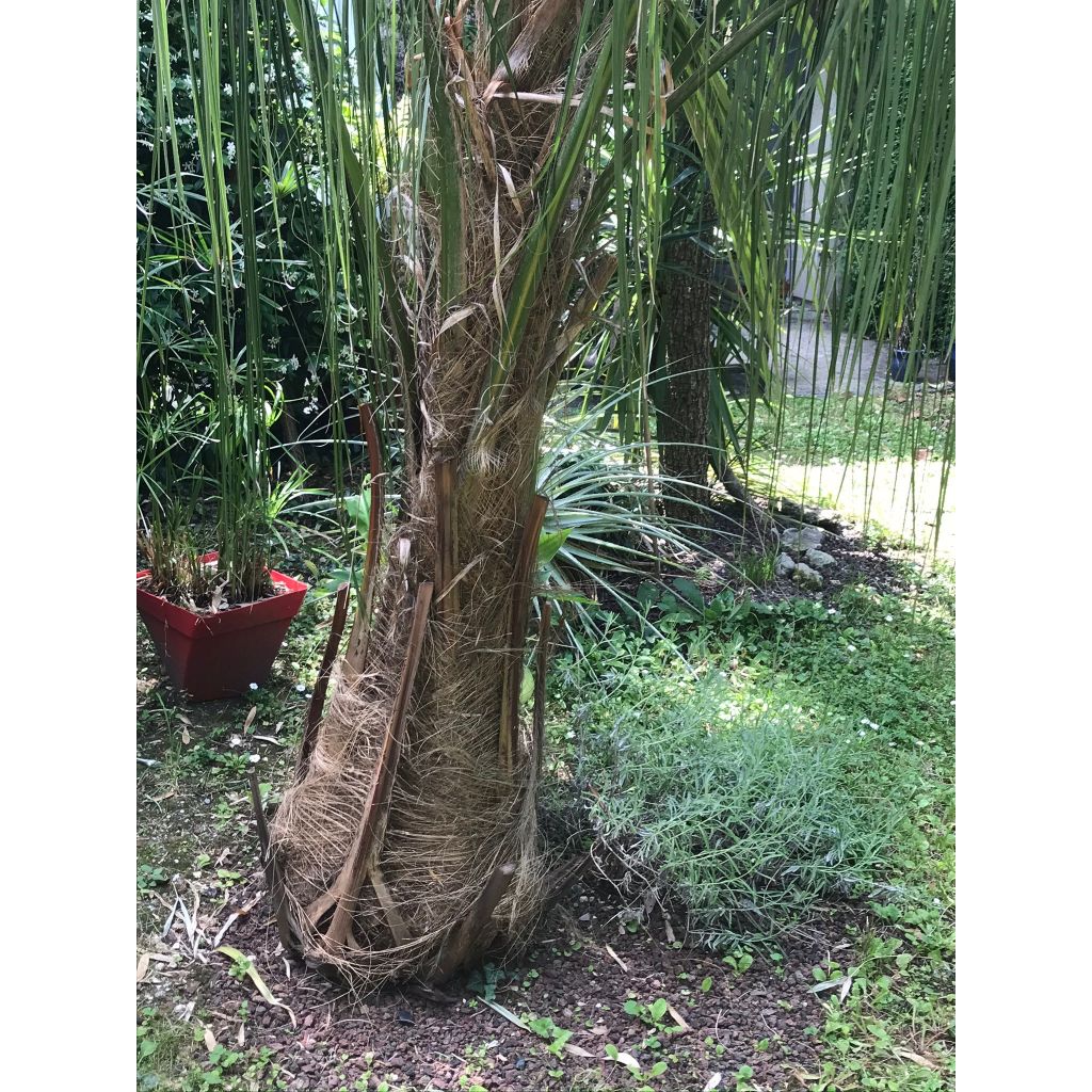 Parajubaea torallyi - Palmera pasopaya