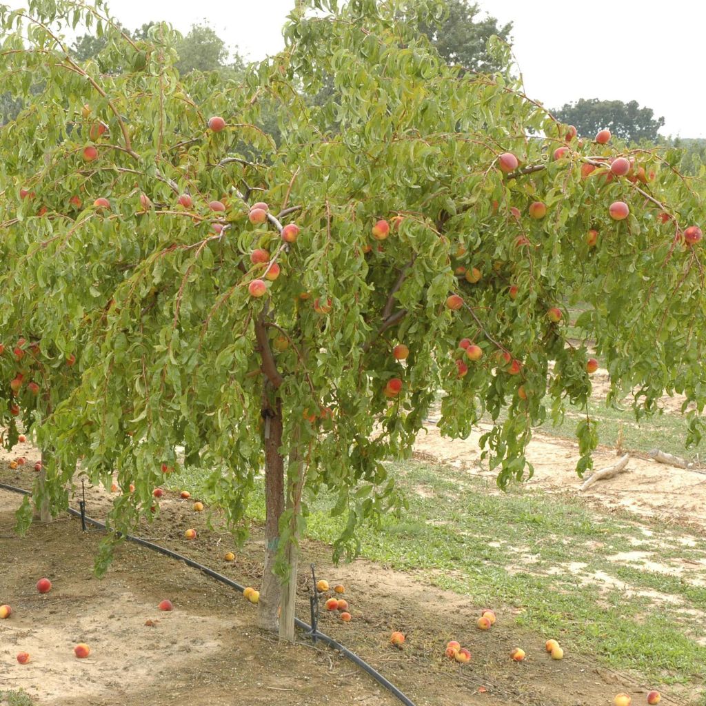 Melocotonero Lacrima