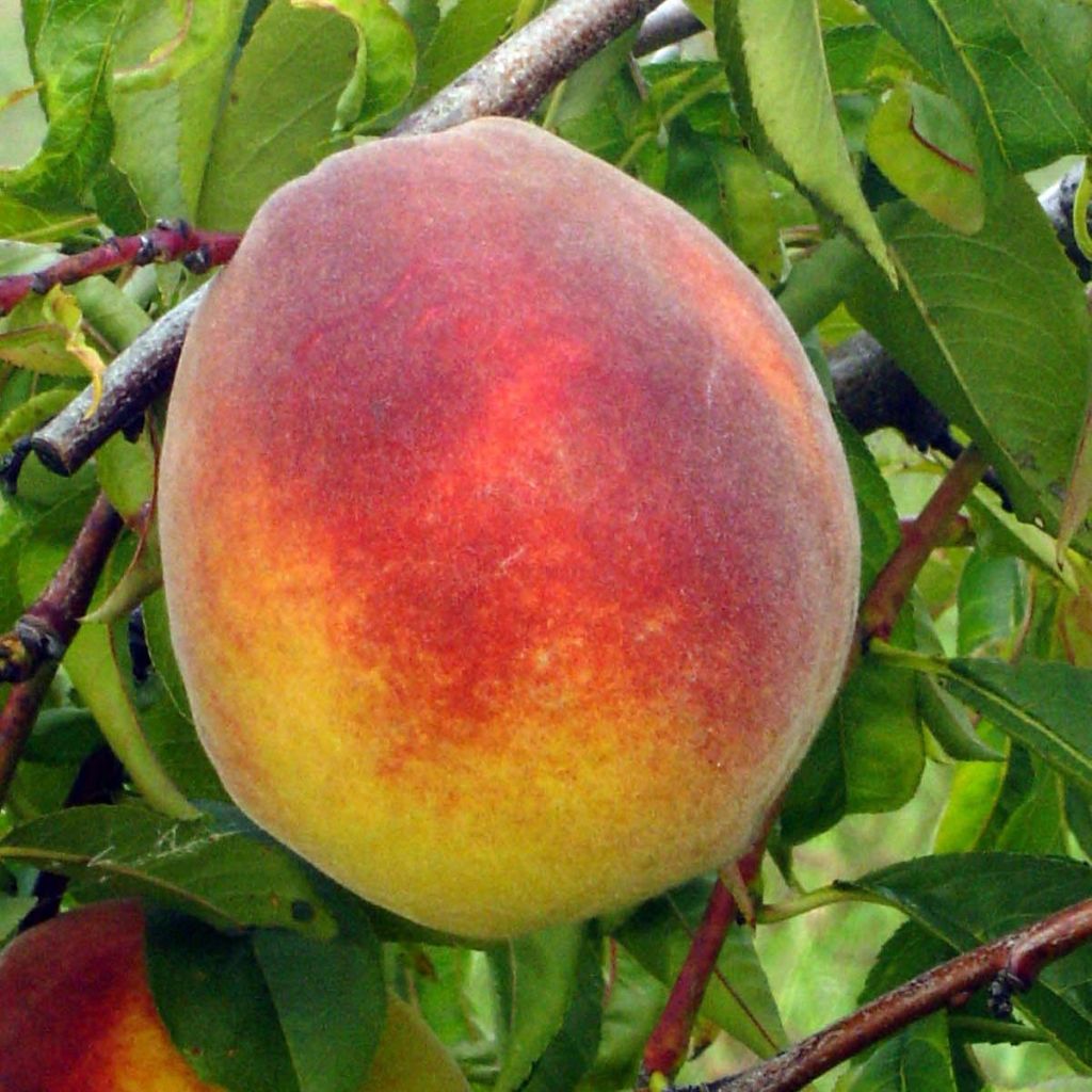 Melocotonero Lacrima