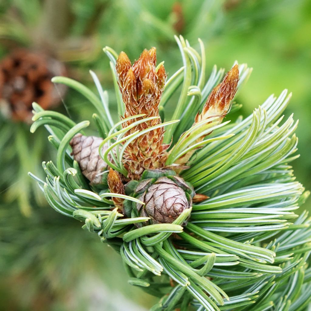 Pino blanco japonés Iribune - Pinus parviflora
