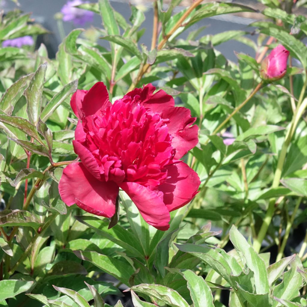 Peonia lactiflora Inspecteur Lavergne