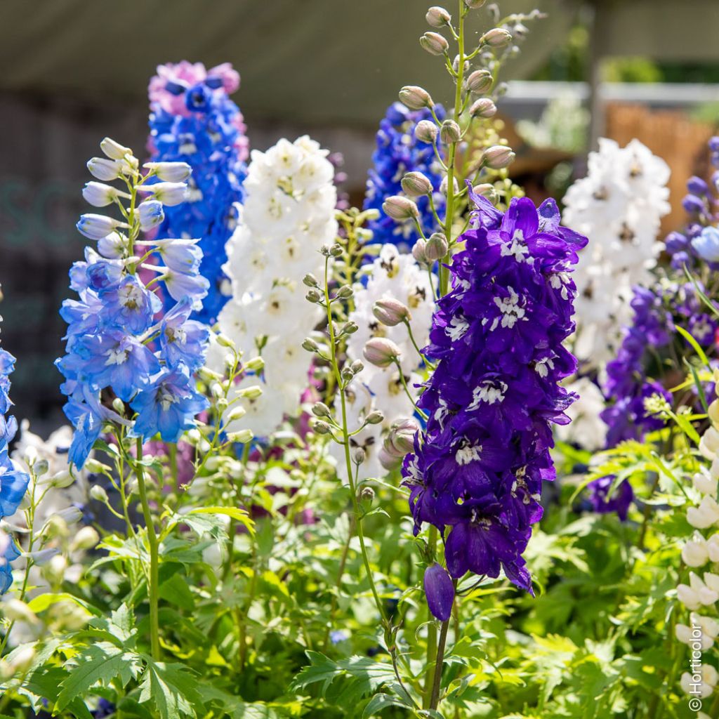 Espuela de caballero - Delphinium elatum Magic Fountain Mix