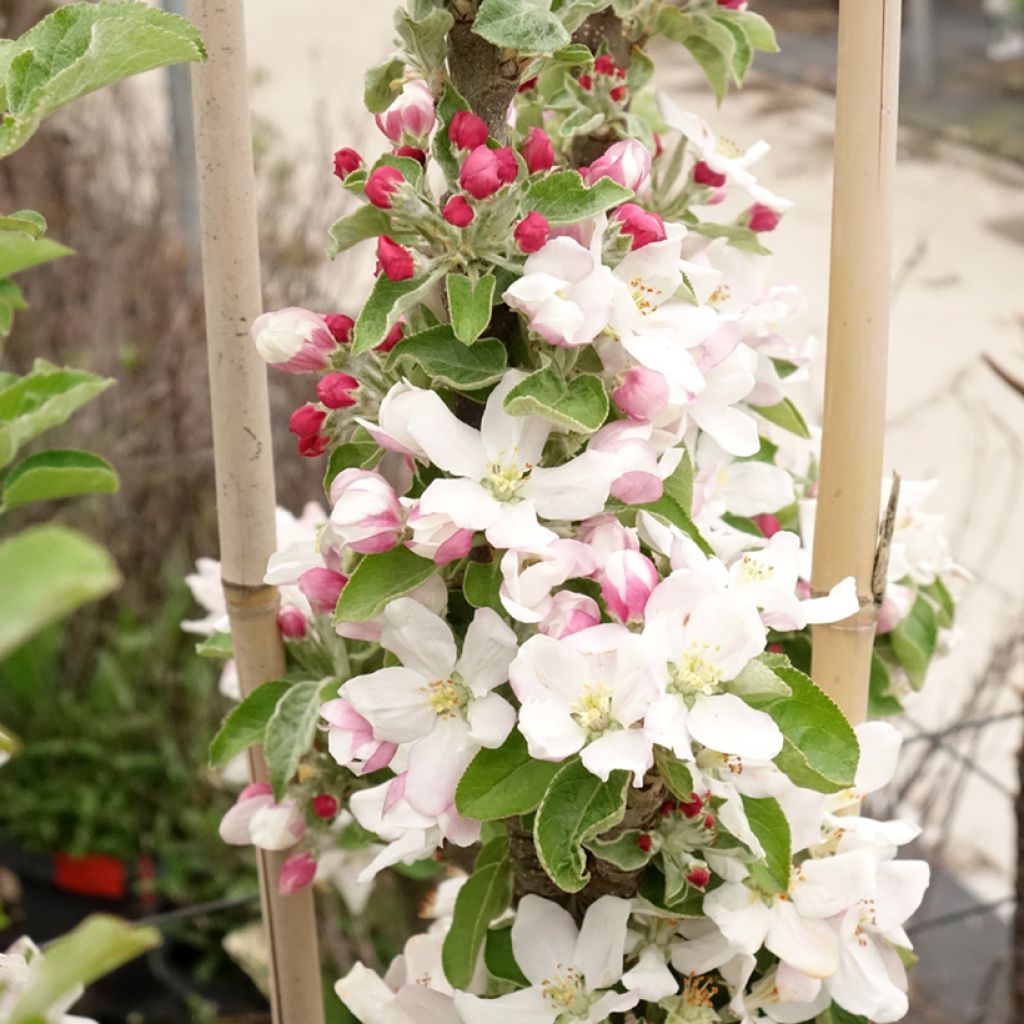 Manzano columnar Rhapsodie
