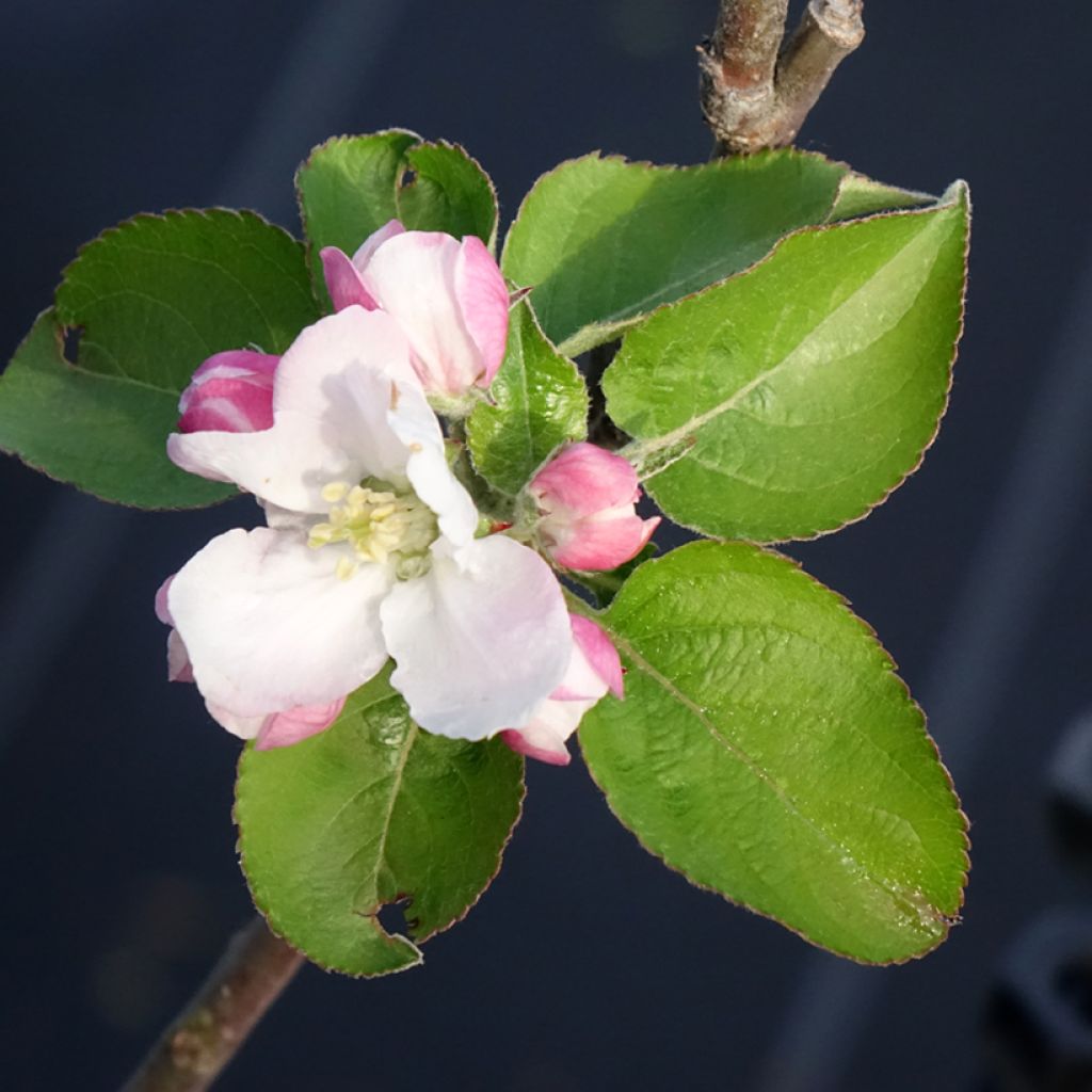 Manzano Reinette Blanche du Canada