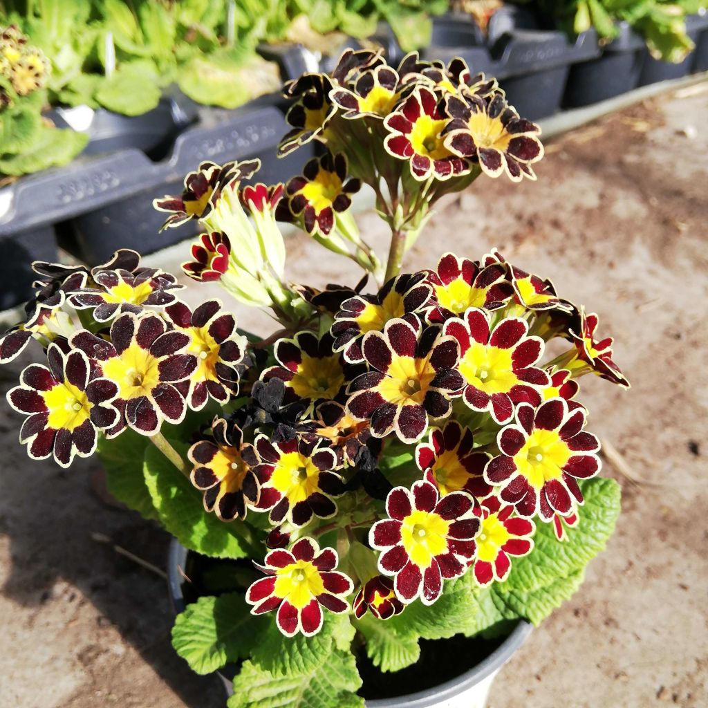 Primula eliator Mister Gold Laced