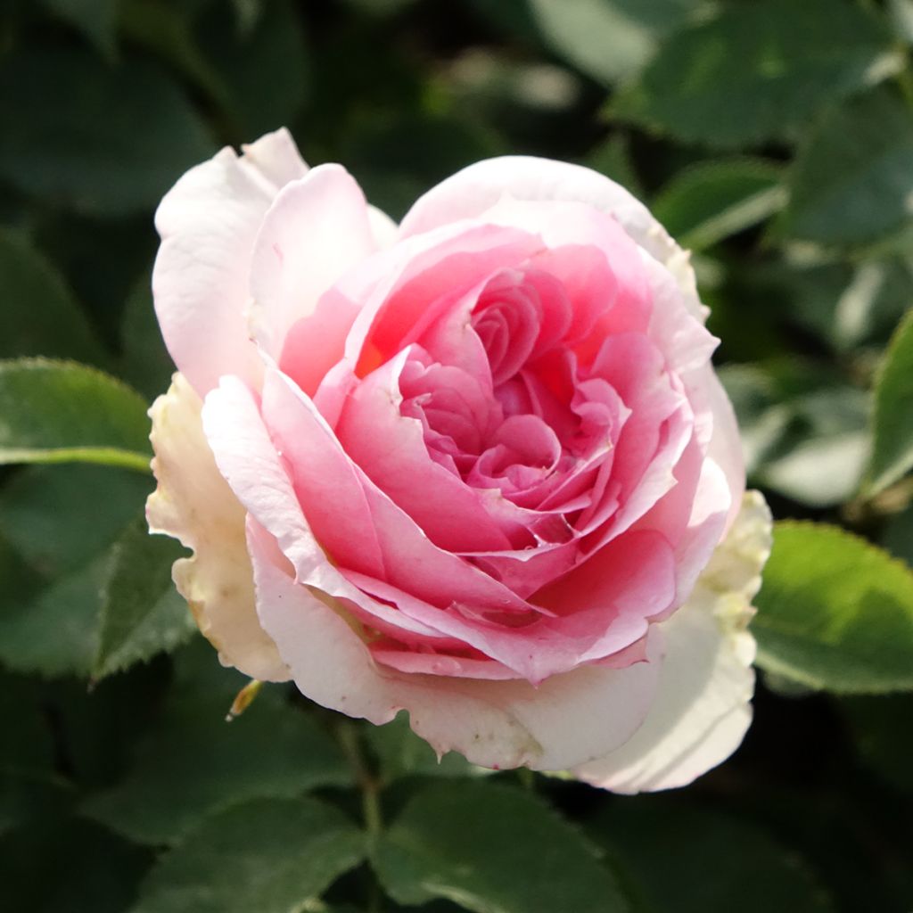 Rosal Sophia Romantica