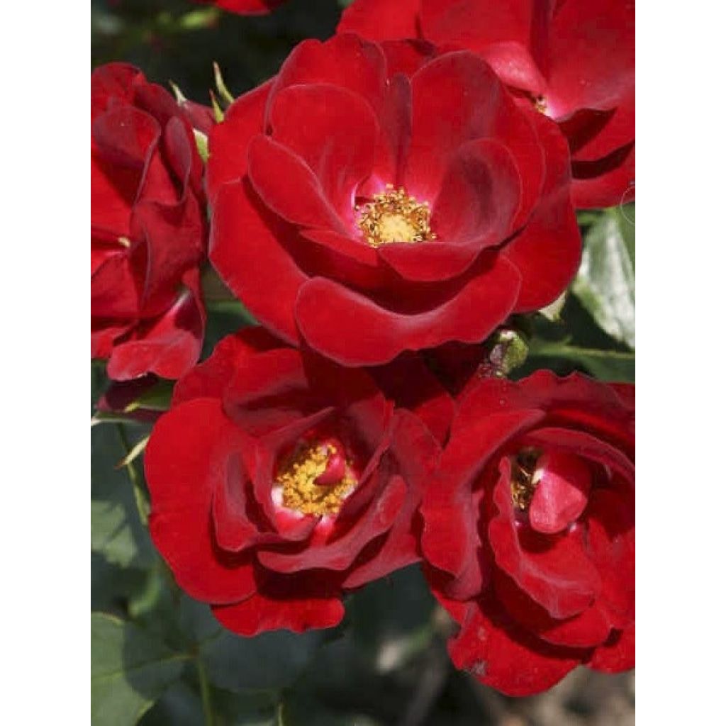 Rosal Urban Streetlight Marondo