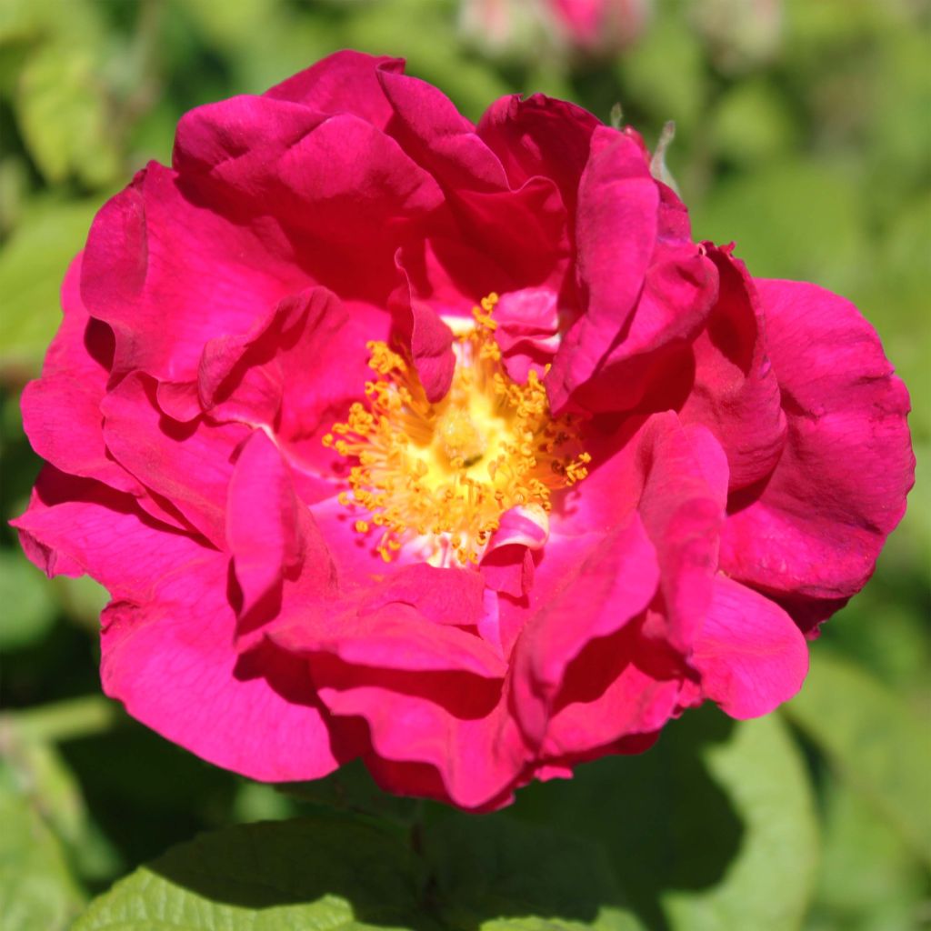 Rosal gallica Officinalis Bio - Rosal de Castilla