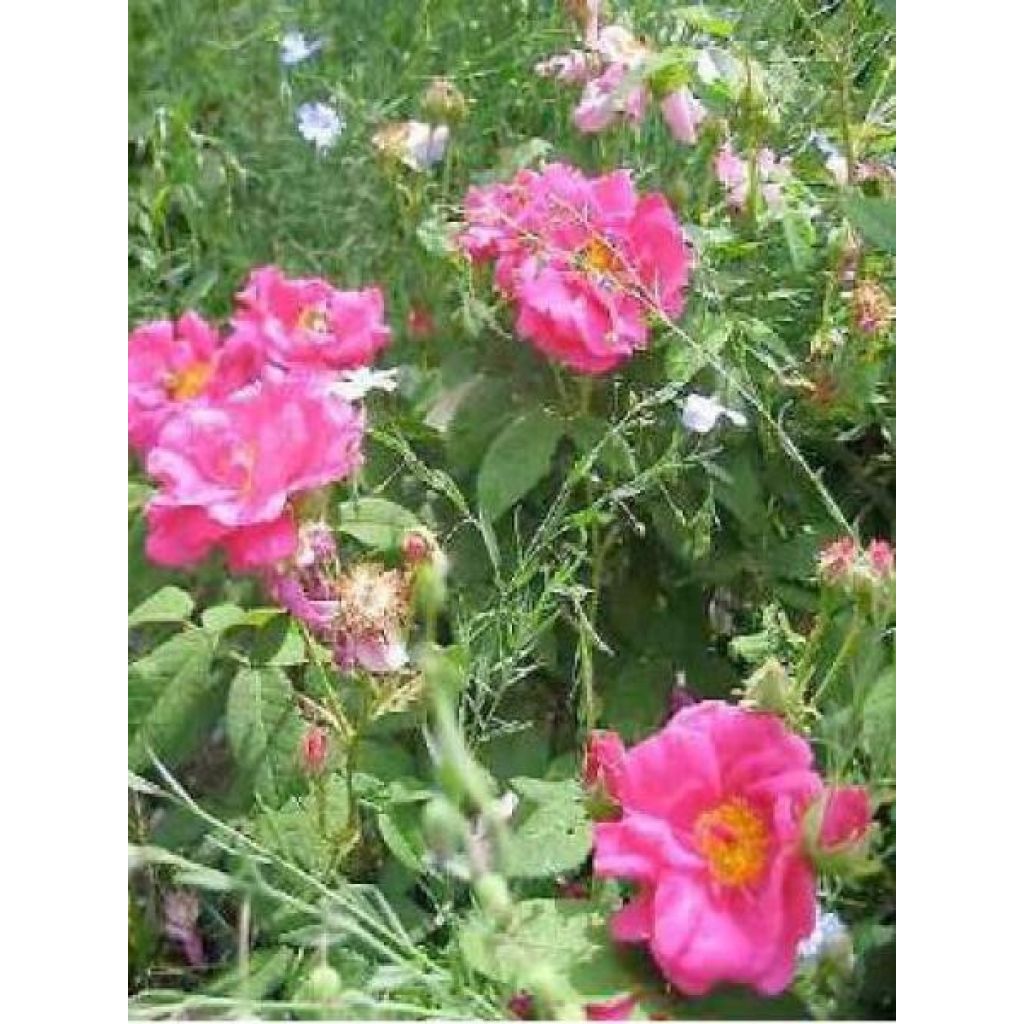 Rosal gallica Officinalis Bio - Rosal de Castilla