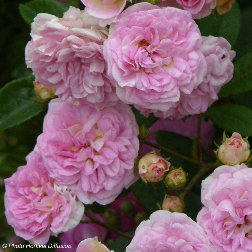 Rosal trepadora Pink Ghislaine de Féligonde