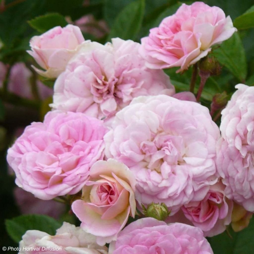 Rosal trepadora Pink Ghislaine de Féligonde