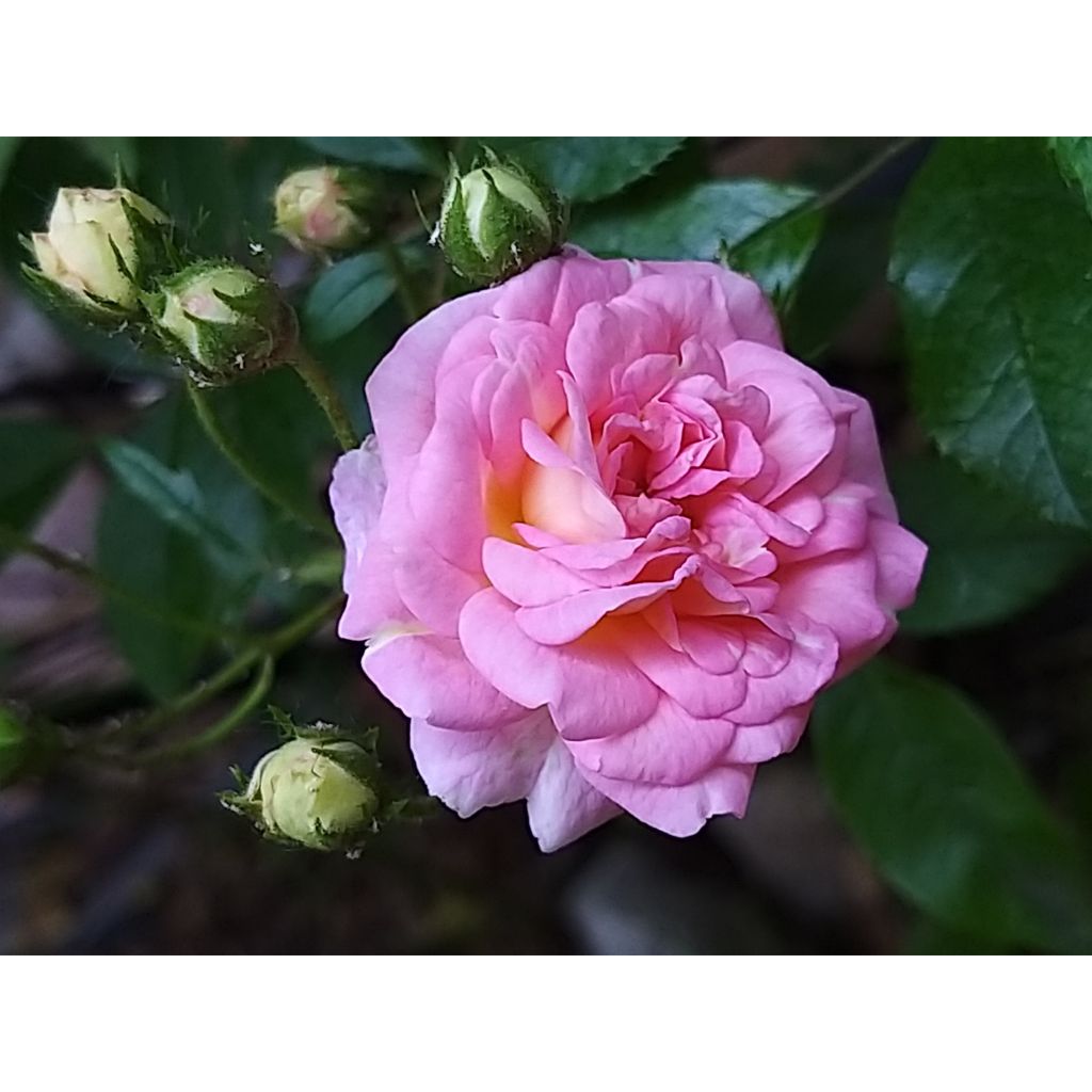 Rosal trepadora Pink Ghislaine de Féligonde
