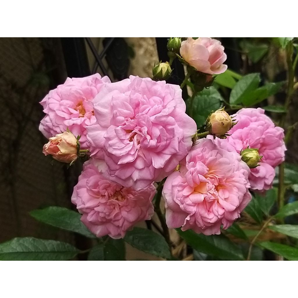 Rosal trepadora Pink Ghislaine de Féligonde