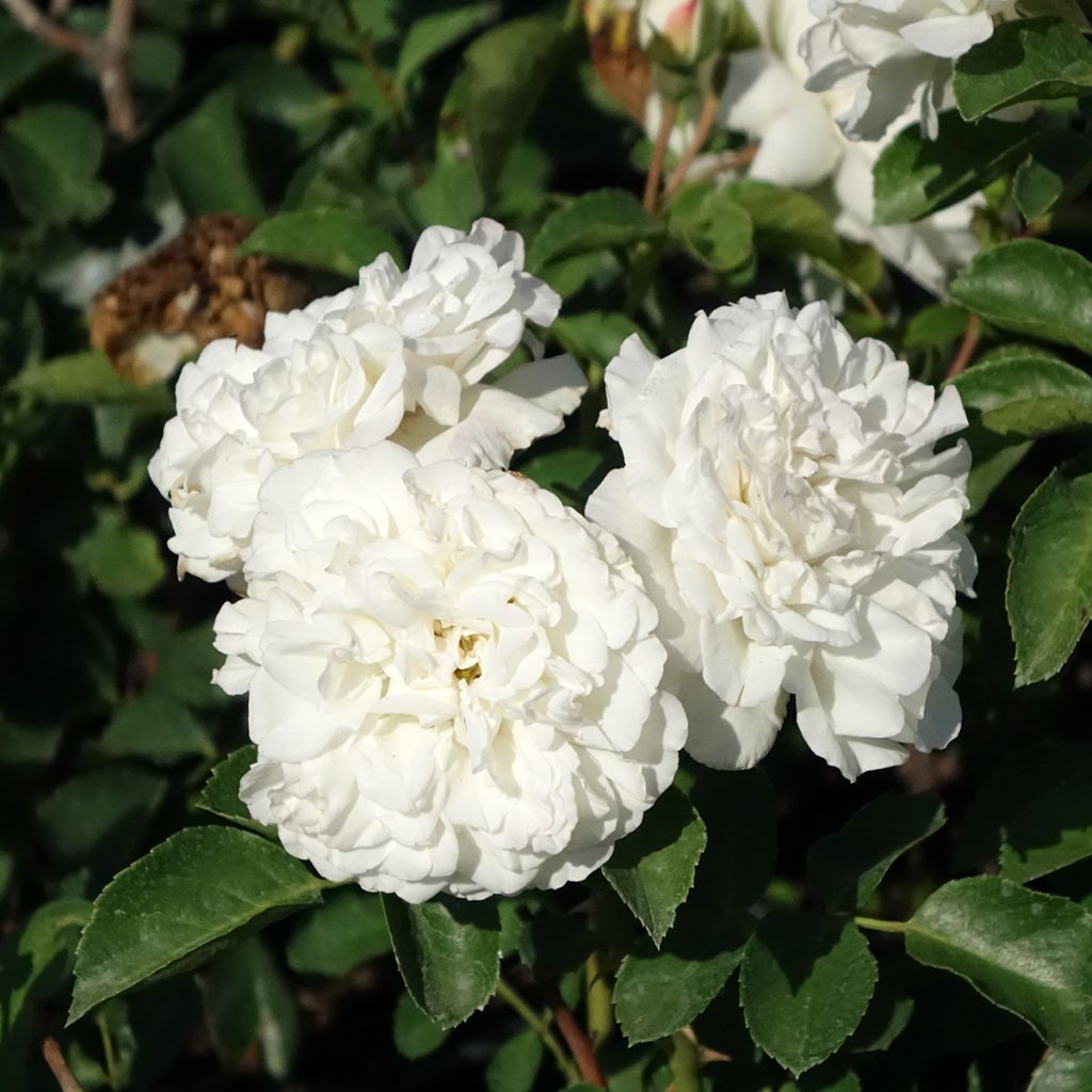 Rosal Blanc Meillandecor - Rosal tapizante