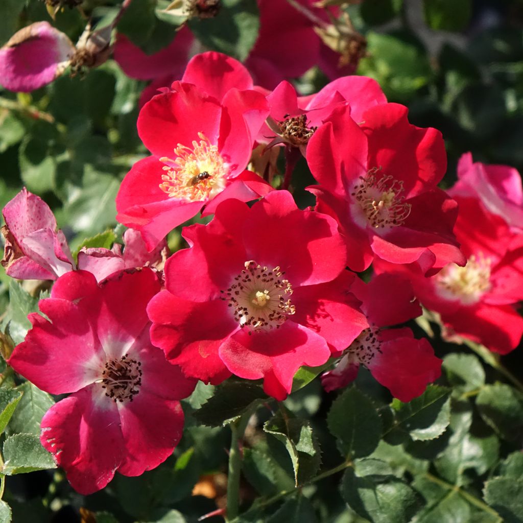 Rosal Candia Meillandecor - Rosal tapizante