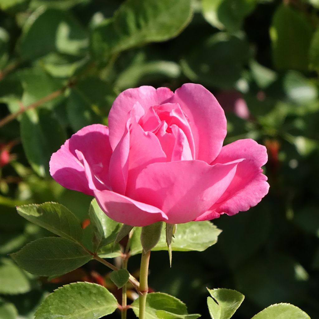 Rosal Deborah Meillandecor - Rosal tapizante