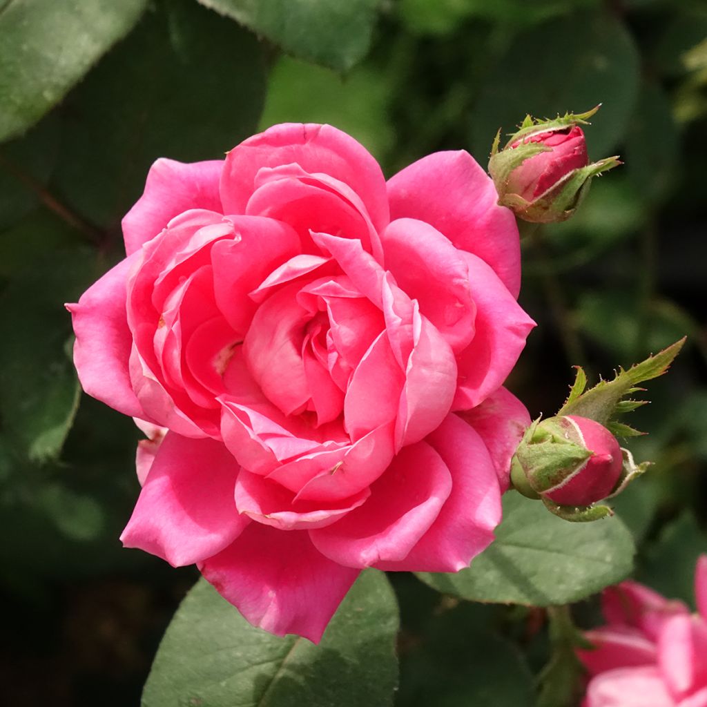 Rosal Pink Double Knock Out - Rosal tapizante
