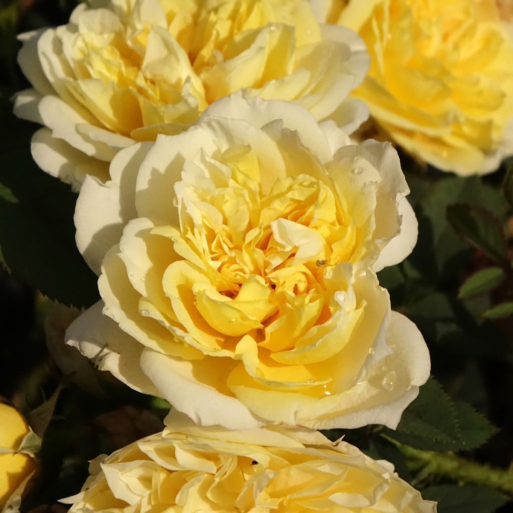 Rosal The Country Parson