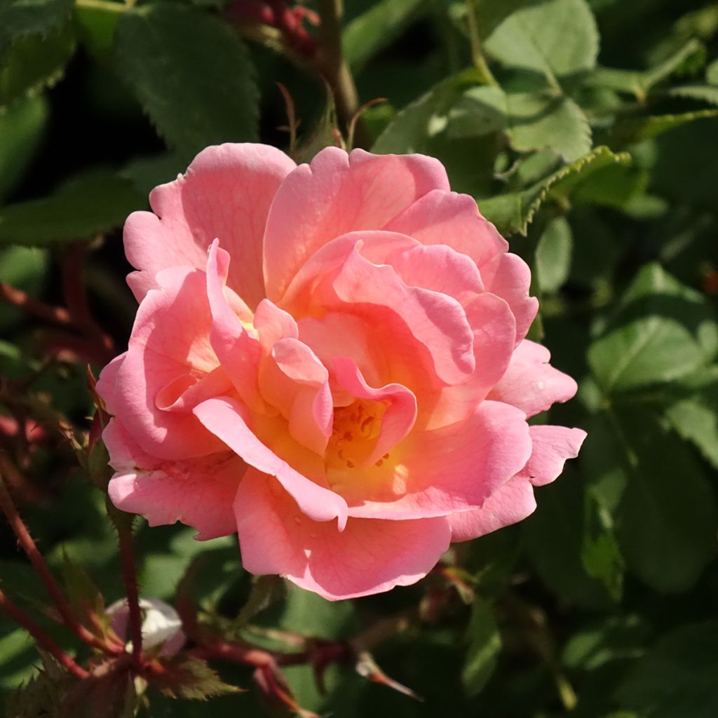 Rosal Meillandecor Pink Chantilly Meilevire
