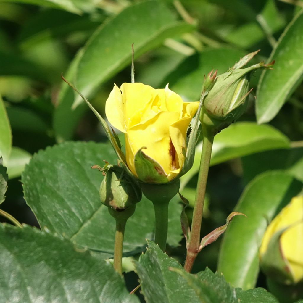 Rosal Friesia Koresia (Rosal de pie alto)