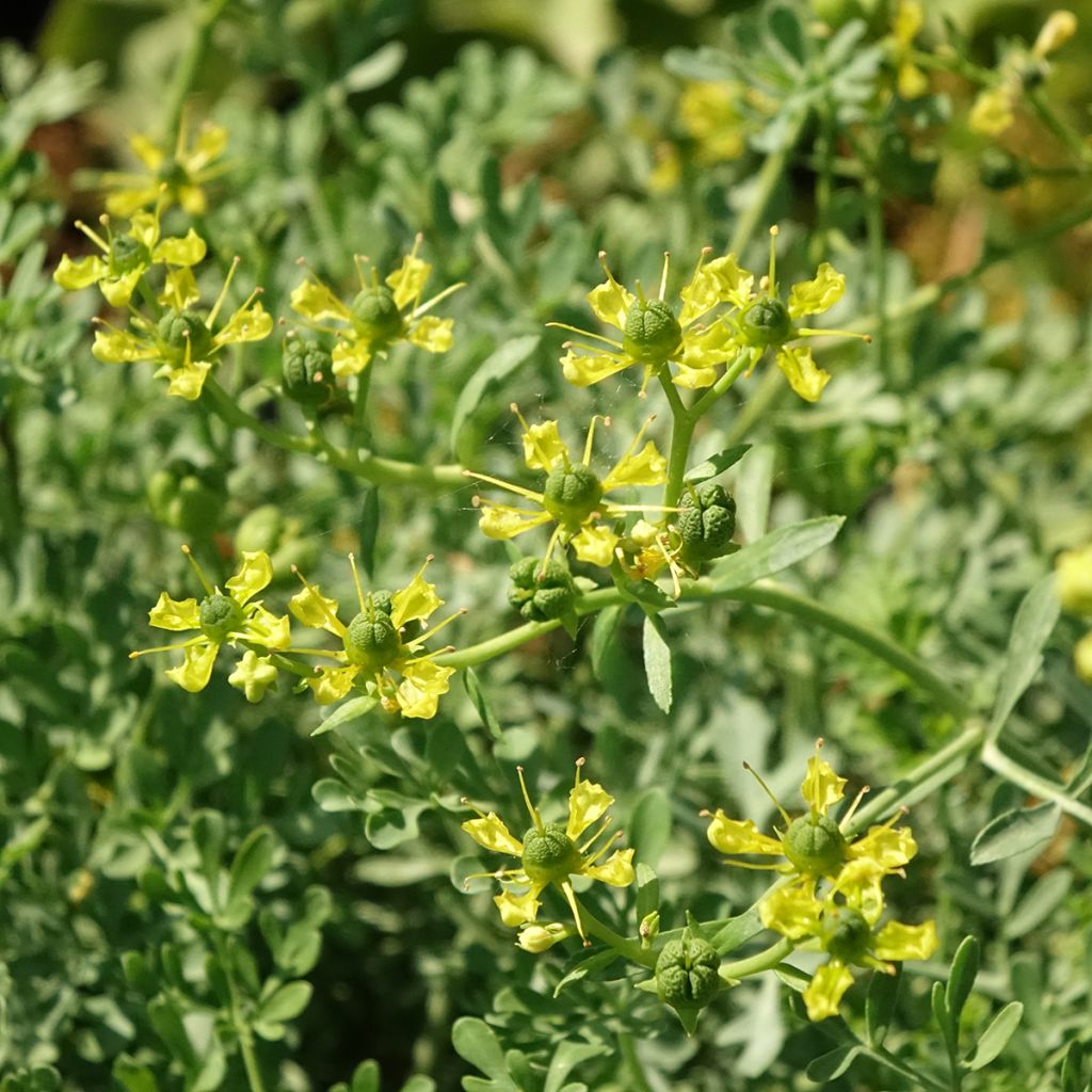 Ruda - Ruta graveolens