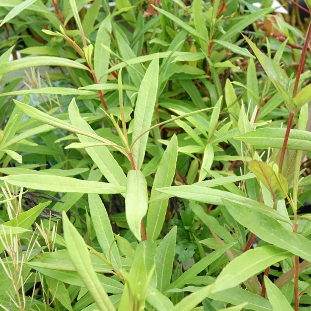 Salix sachalinensis Sekka - Sauce