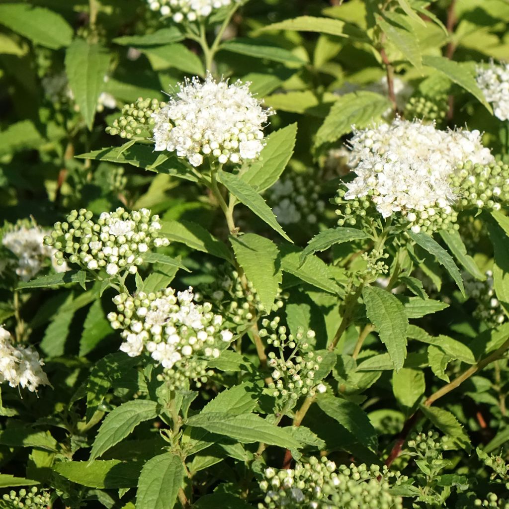 Espirea japonica Albiflora - Espirea del Japón