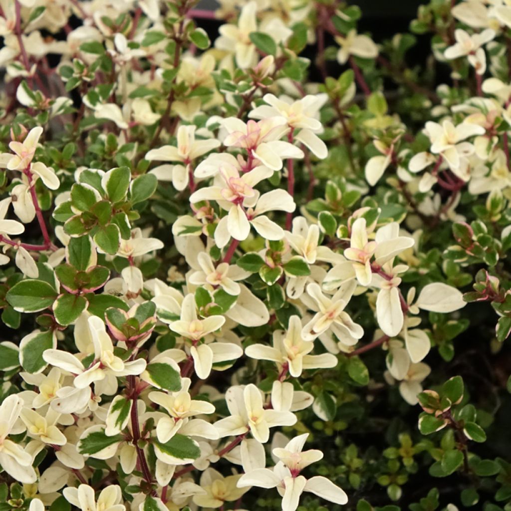 Tomillo Foxley - Thymus pulegioides