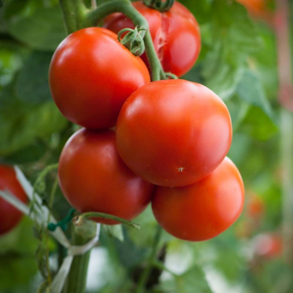 Tomate Agora F1
