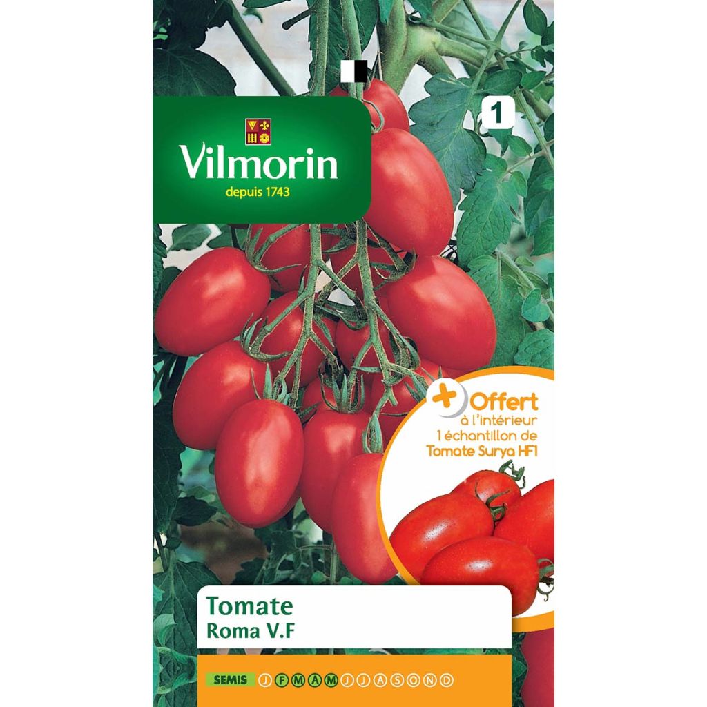 Tomate Roma V.F - échantillon Tomate Surya - Vilmorin