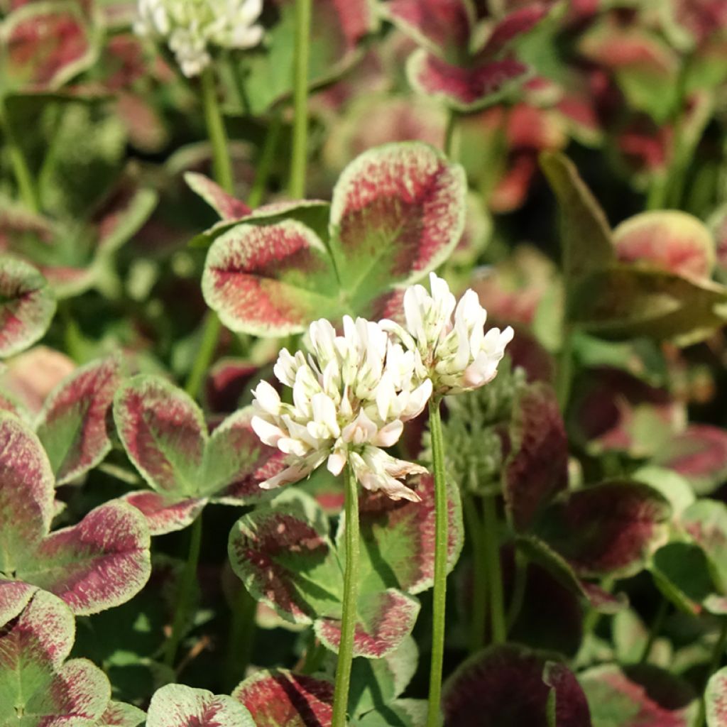 Trifolium repens Estelle - Trébol blanco