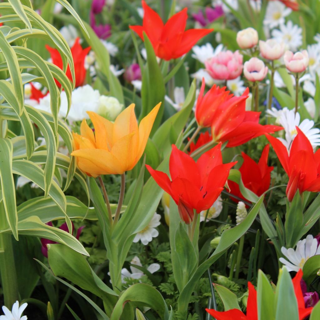 Colección de 20 tulipanes multifloros