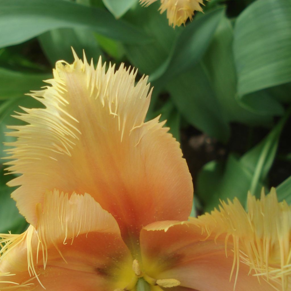 Tulipán dentado Lambada