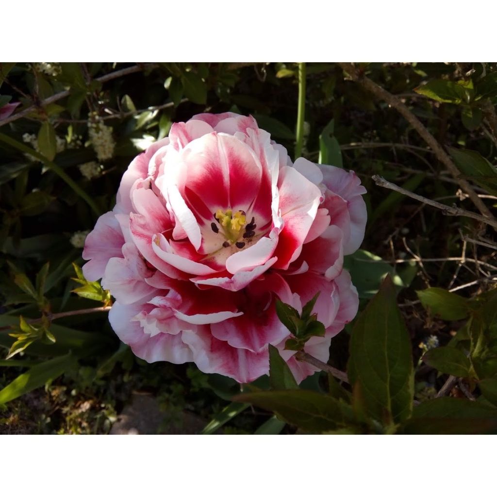 Tulipán doble de flor tardía Gerbrandt Kieft