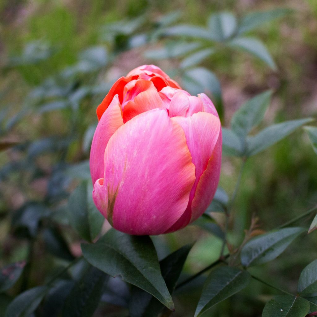 Tulipán doble de flor tardía Menton Unique