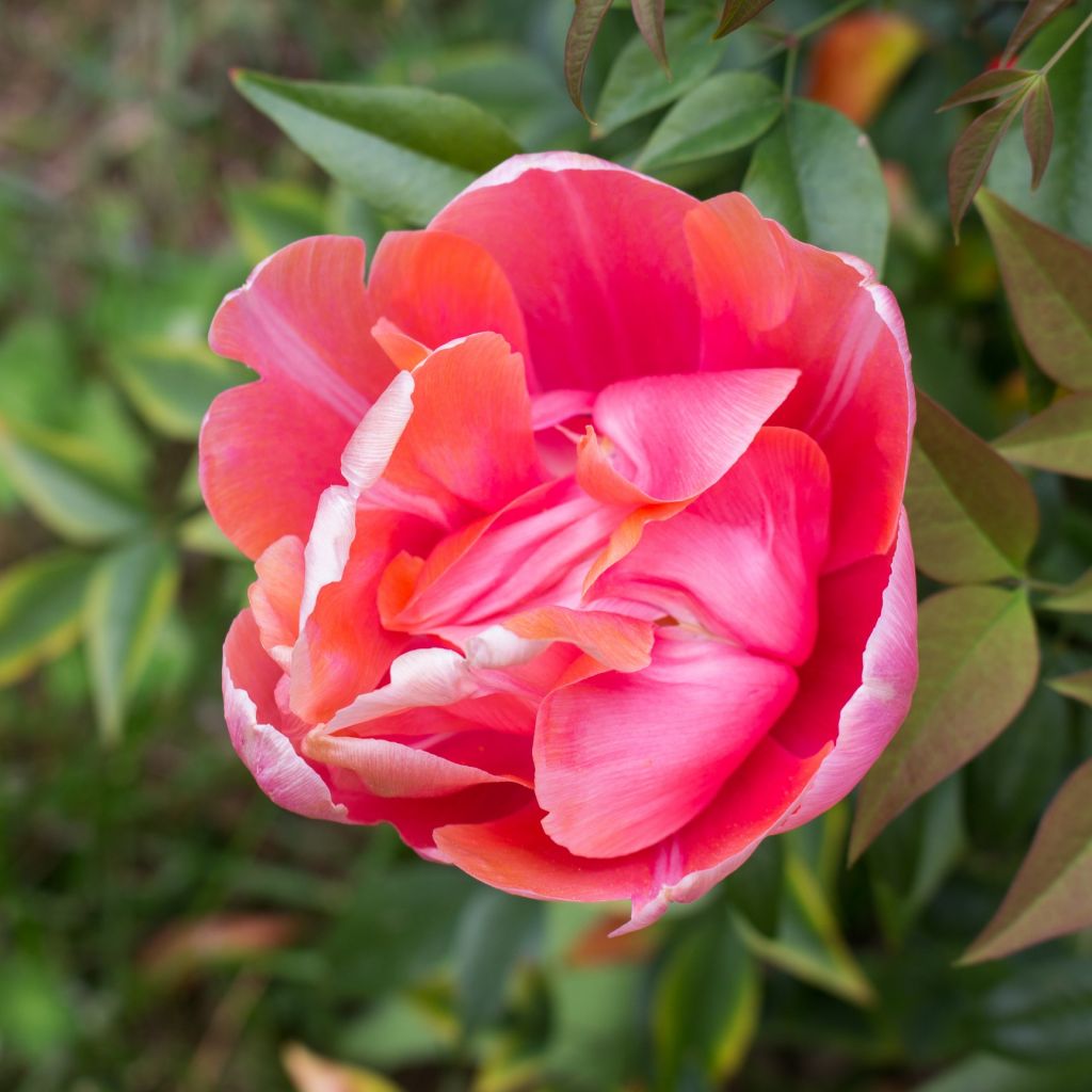 Tulipán doble de flor tardía Menton Unique