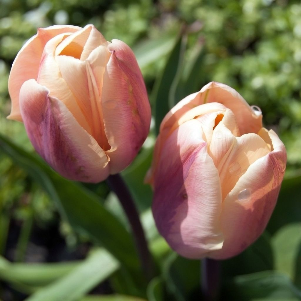Tulipán doble de flor temprana La Belle Epoque