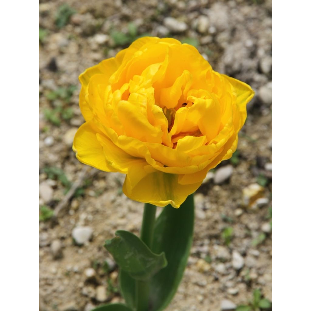 Tulipán doble de flor tardía Gold Fever
