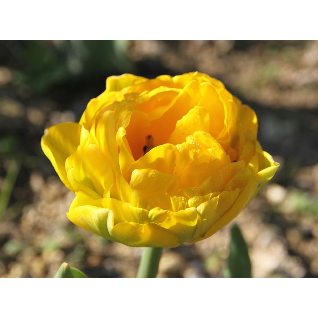 Tulipán doble de flor tardía Gold Fever