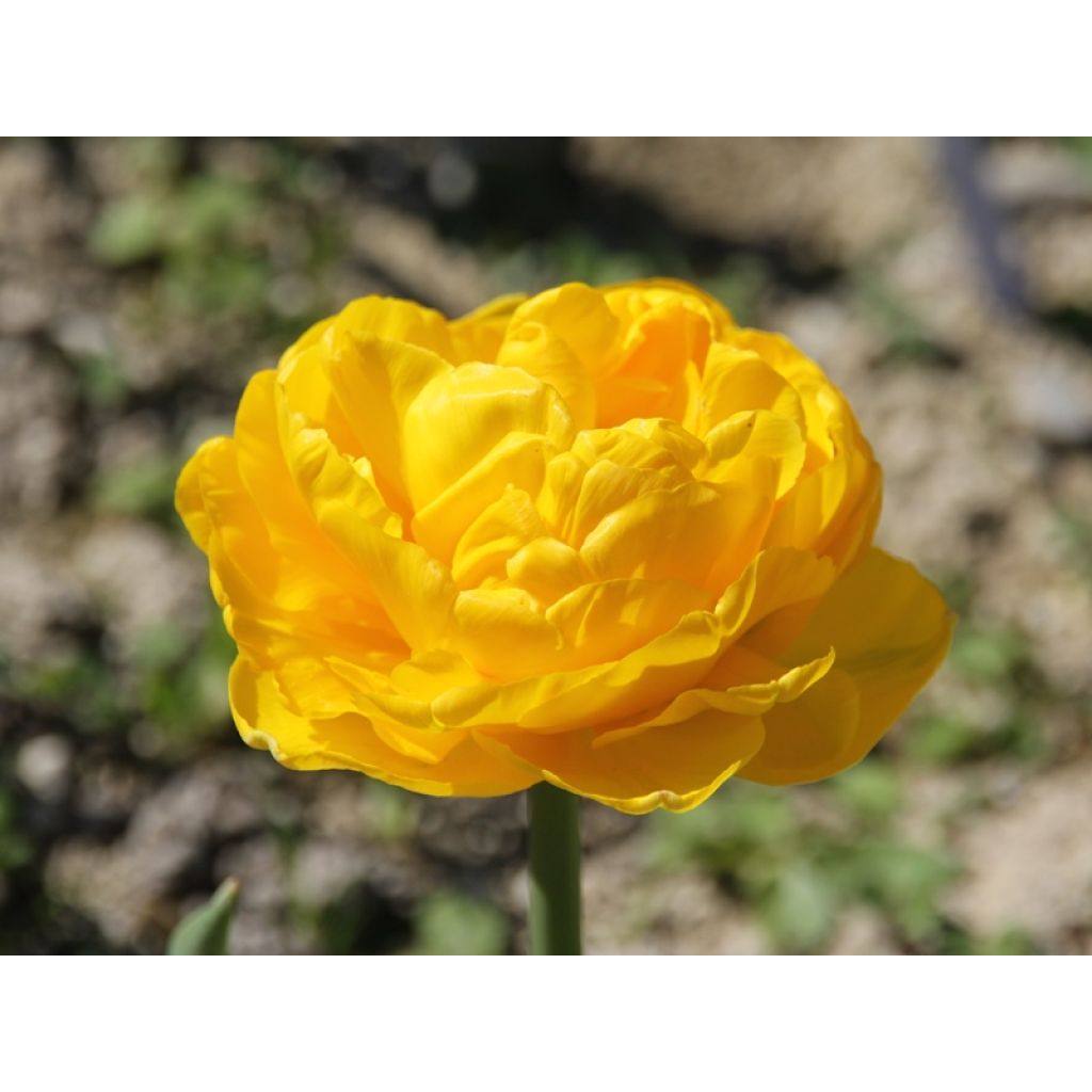 Tulipán doble de flor tardía Gold Fever