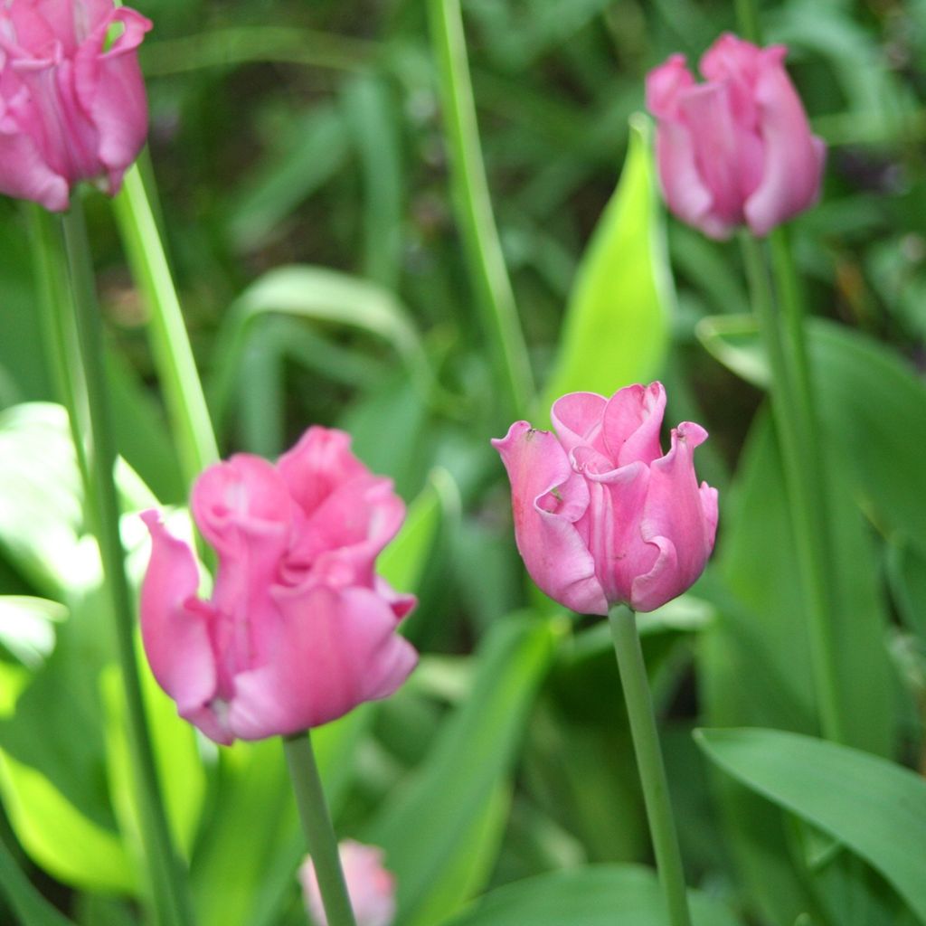 Tulipán Coronet Picture