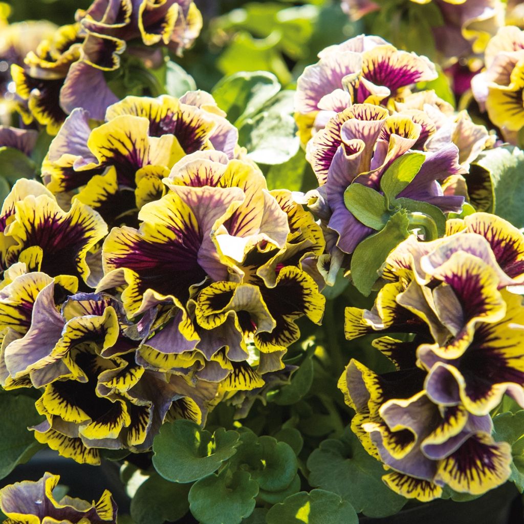 Pensée à grandes fleurs doubles Ruffles Dark Heart - Viola (x) wittrockiana