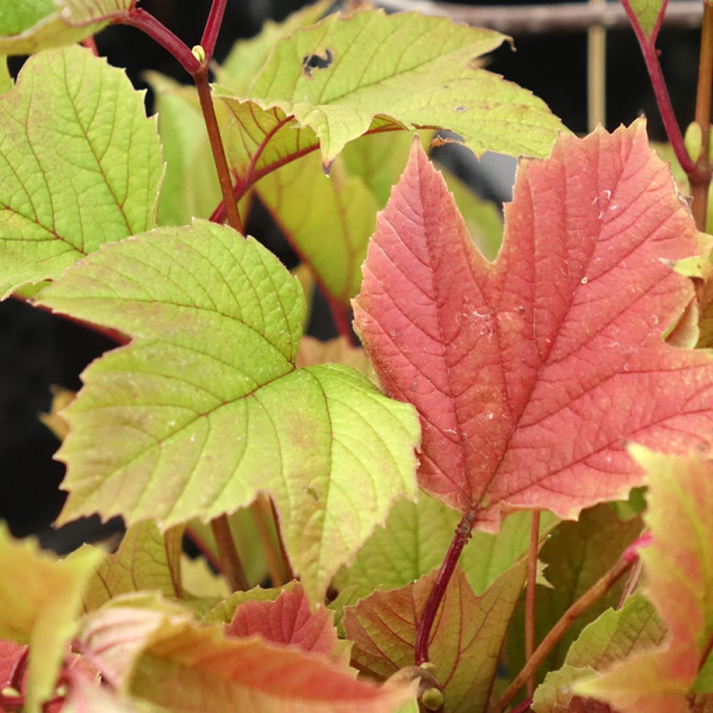 Viburnum trilobum Spring Red Compact - Viburno