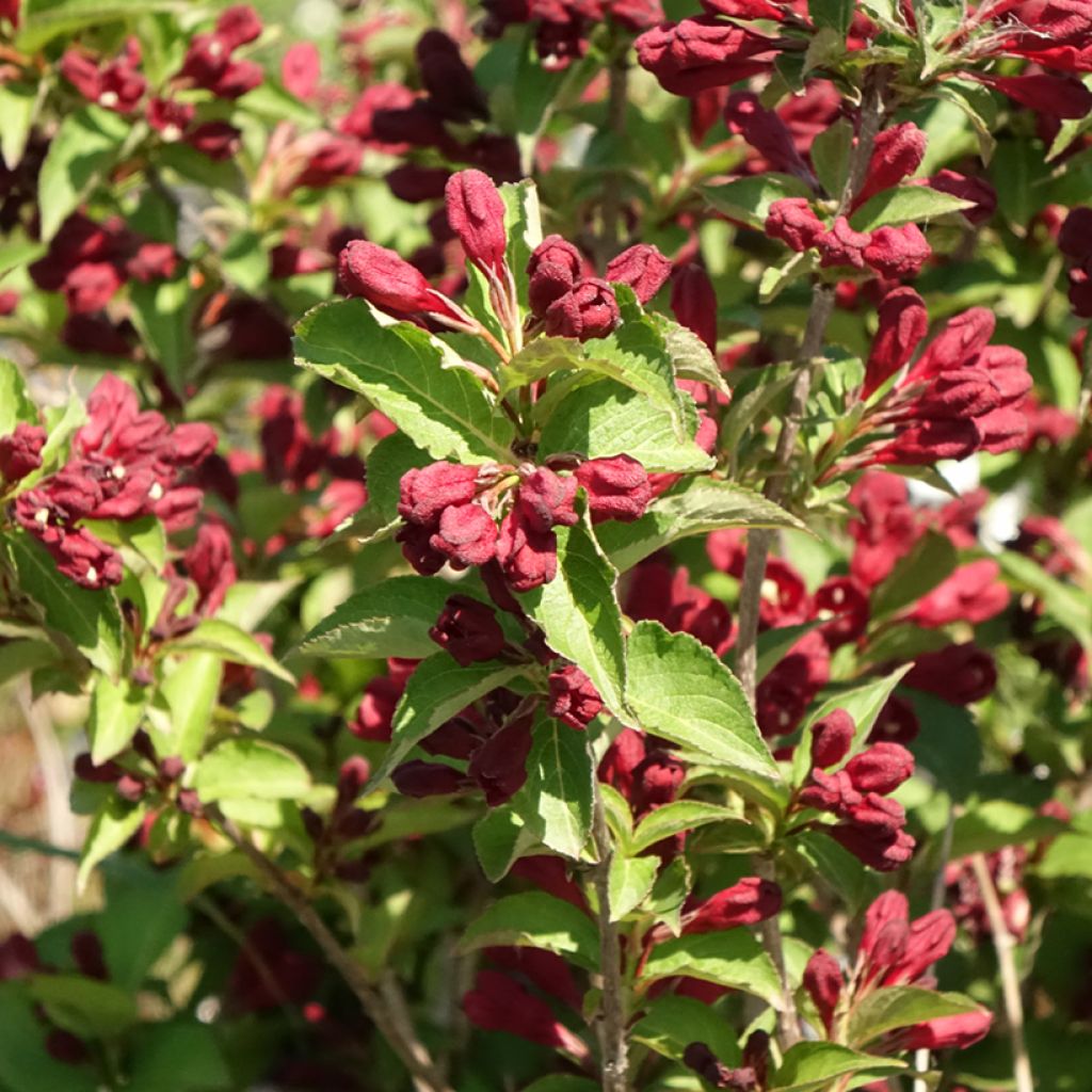 Weigela Cherry Love - Veigela