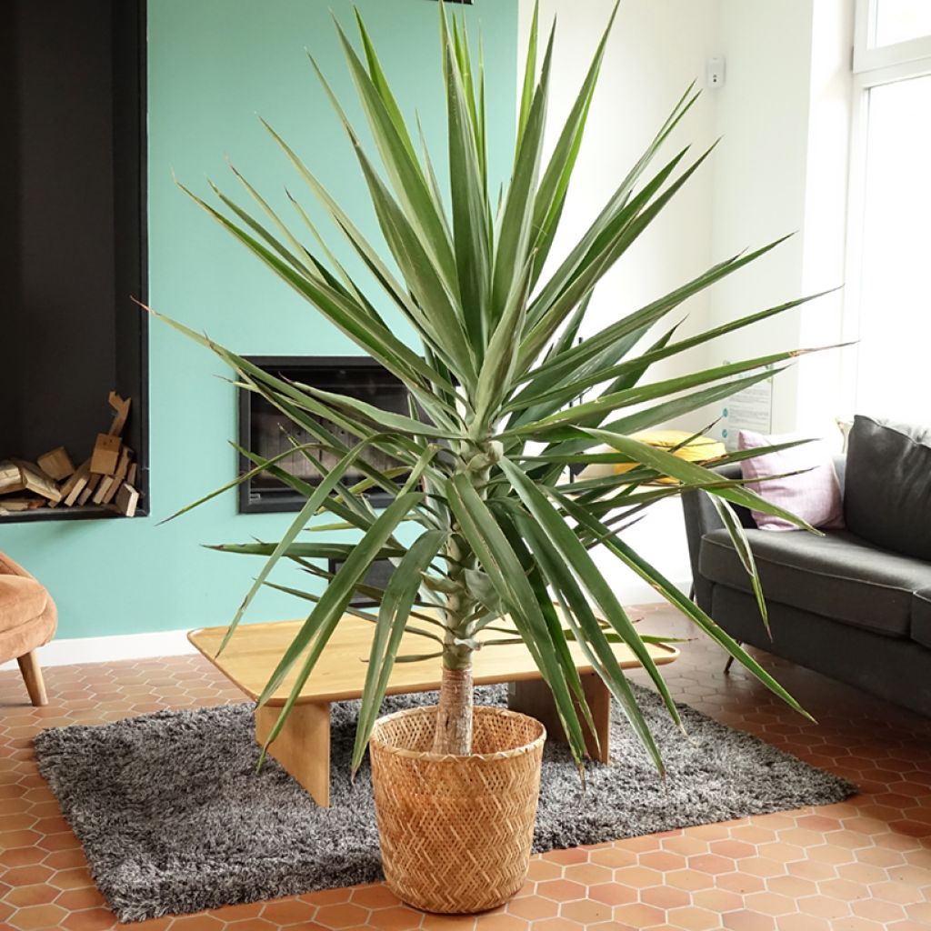 Yucca elephantipes Jewel - Yuca pie de elefante