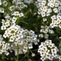 Aliso marítimo Snow Princess - Lobularia maritima