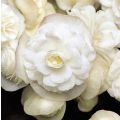 Begonia Siempre-florida Doublet White