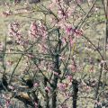 Abeliophyllum distichum Roseum - Forsitia rosa de Corea